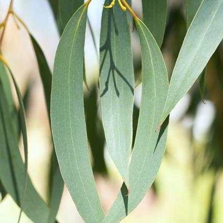 Actif naturel Eucalyptus Globuleux